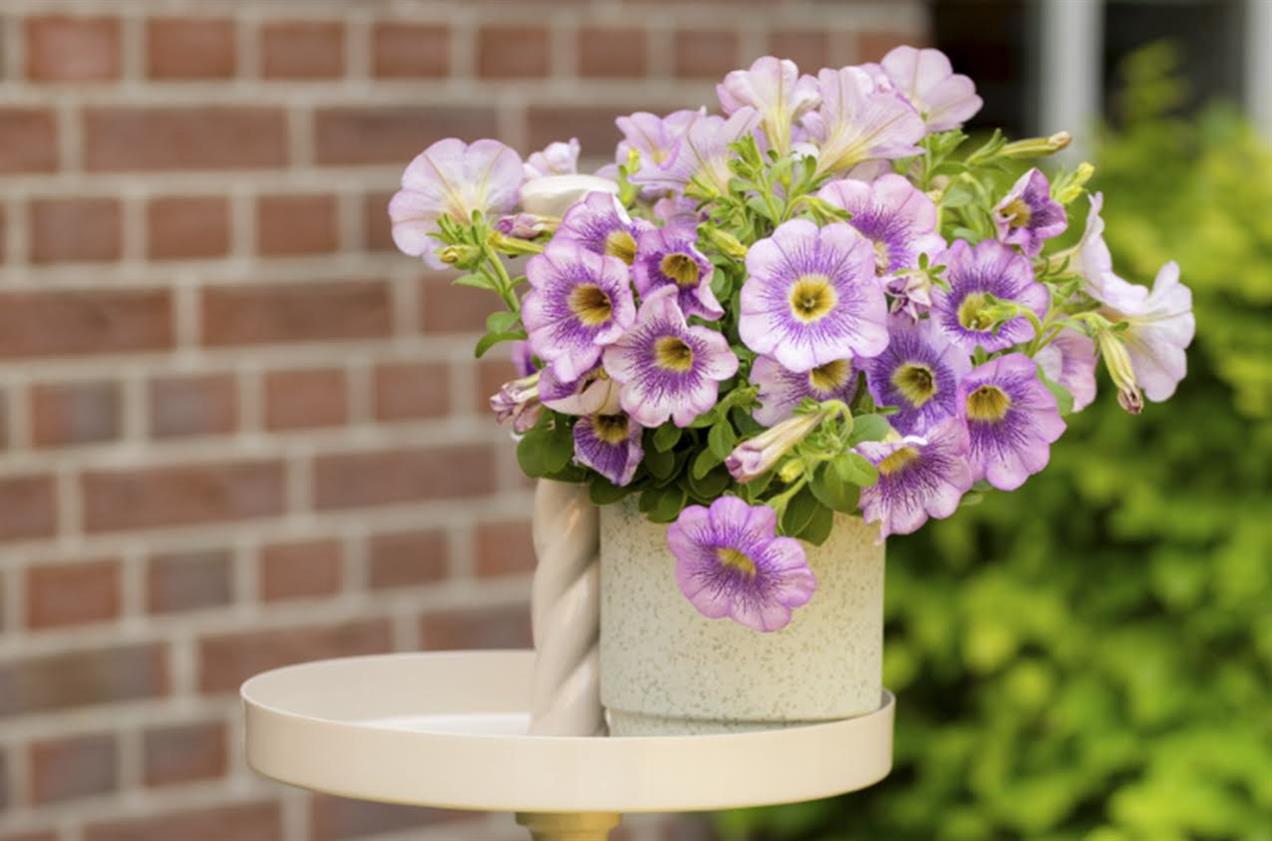 Petunia Tea Lilac Sun